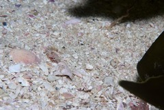 Apletodon pellegrini