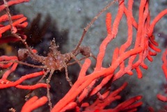 Macropodia falcifera