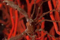 Macropodia falcifera