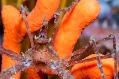 Macropodia falcifera