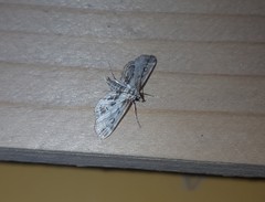 Parapoynx affinialis