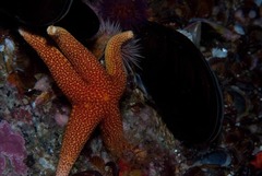 Fromia schultzei