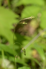 Carex formosa