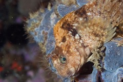 Parablennius cornutus