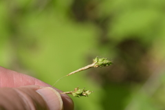Carex formosa