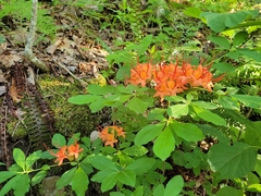 Rhododendron cumberlandense