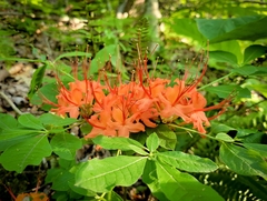 Rhododendron cumberlandense