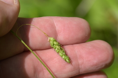 Carex formosa