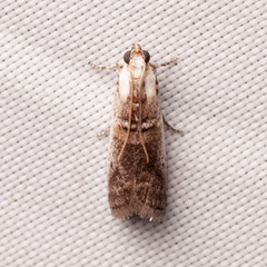 Acrobasis tumidulella