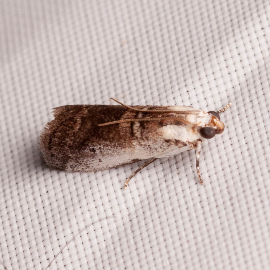 Kearfott's Acrobasis Moth
