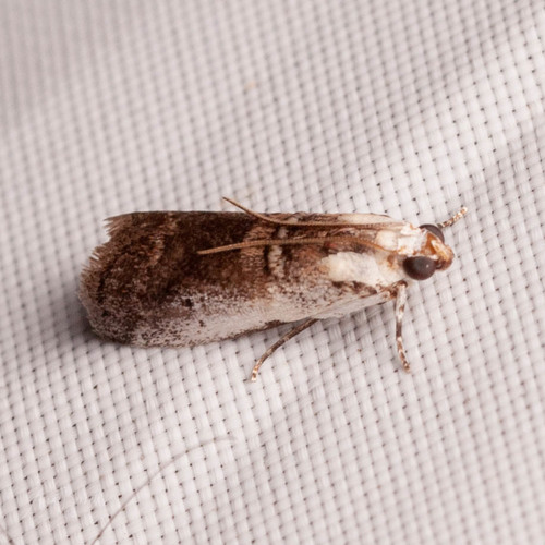 Kearfott's Acrobasis Moth
