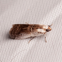 Acrobasis tumidulella