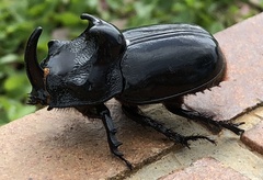 Trichogomphus mongol