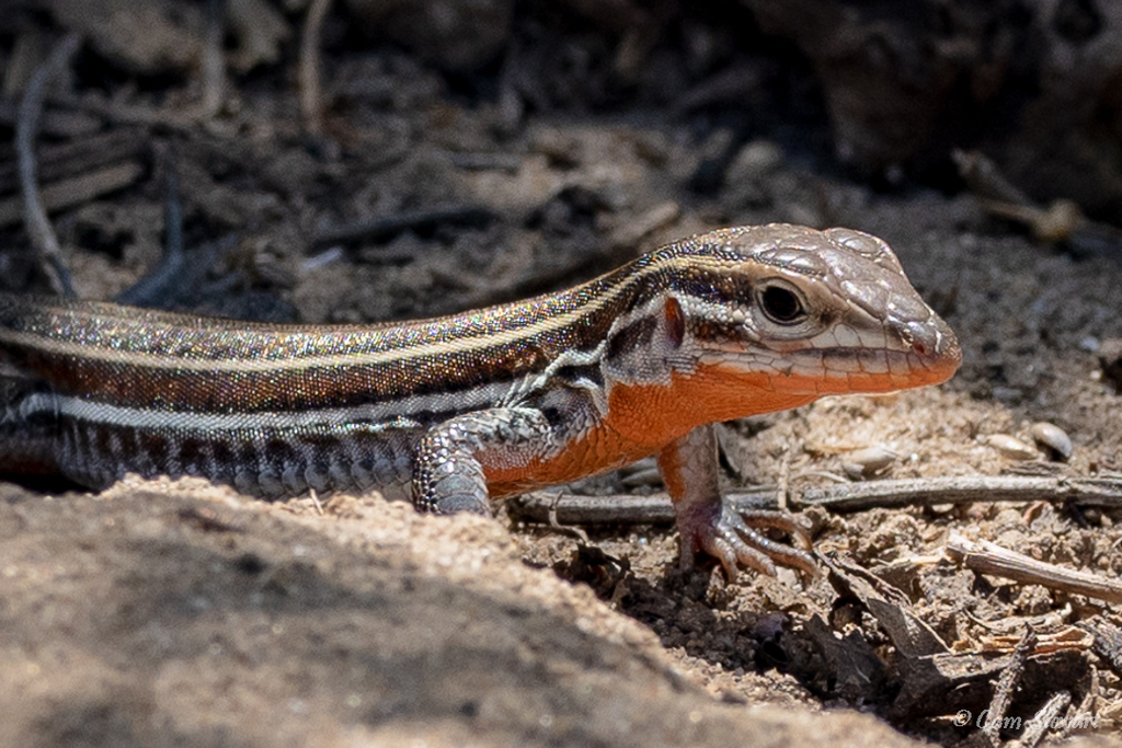 Orange-throated Whiptail in May 2022 by Cam Stewart · iNaturalist