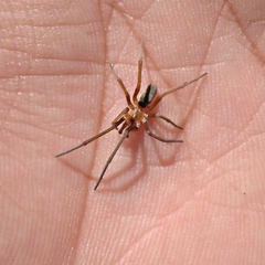 Sahastata