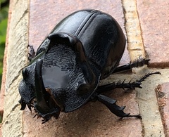 Trichogomphus mongol