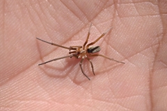 Sahastata