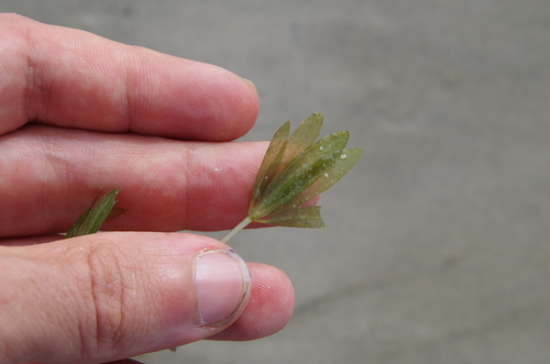 Engelmann's Seagrass (Halophila engelmannii)