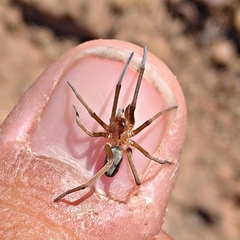 Sahastata