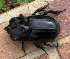 Trichogomphus mongol