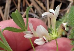 Trifolium monanthum grantianum