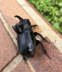 Trichogomphus mongol