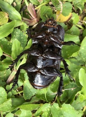 Trichogomphus mongol