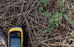 Trifolium monanthum grantianum
