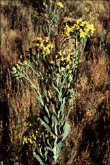 Senecio magnificus