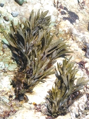 Pelvetiopsis limitata