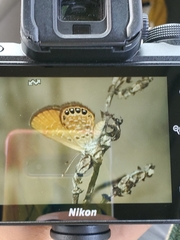 Brephidium pseudofea