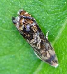 Grapholita prunivora