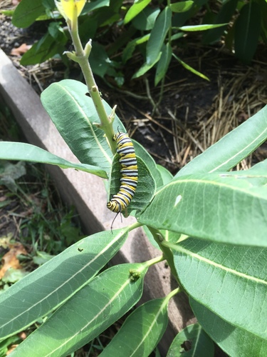 Monarch photographed in Missouri