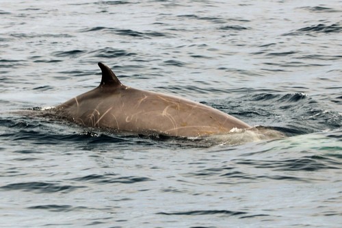 Cuvier's Beaked Whale