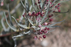 Asclepias brachystephana