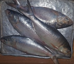 Hilsa photo 3