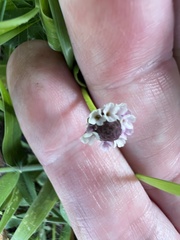Phyla nodiflora