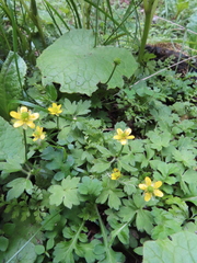 Ranunculus taisanensis