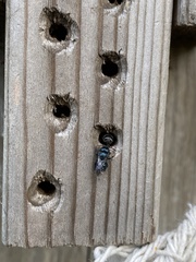 Osmia ribifloris