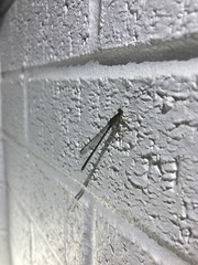 Enallagma vesperum