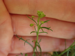Lepidium pseudotasmanicum