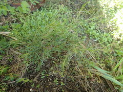 Lepidium pseudotasmanicum