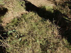 Lepidium pseudotasmanicum