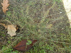 Lepidium pseudotasmanicum