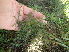 Lepidium pseudotasmanicum