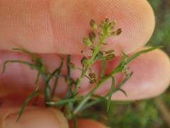 Lepidium pseudotasmanicum