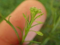 Lepidium pseudotasmanicum