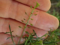 Lepidium pseudotasmanicum