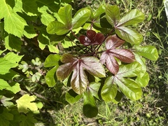 Jatropha gossypiifolia