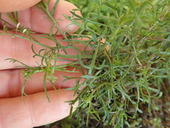 Lepidium pseudotasmanicum